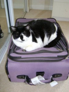 Bailey on a suitcase